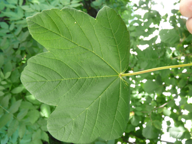 Feuilles opposées en coeur à la base et comportant 5 à 7 lobes obtus. Agrandir dans une nouvelle fenêtre ou onglet)